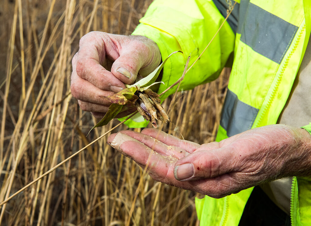 Mervin Wallace collects gentian seed